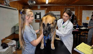 students working with dog